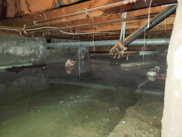 Best Carpet water damage restoration  in Sabetha, KS